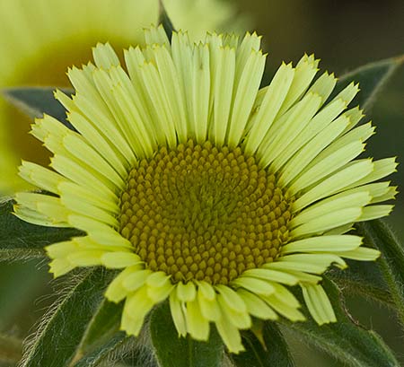 Flor de la estrellada espinosa