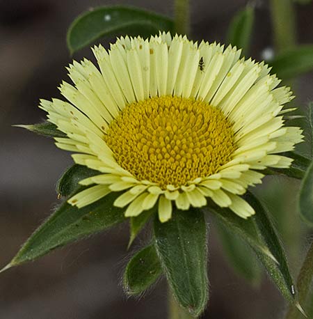 Flor de la estrellada espinosa (Pallenis spinosa)