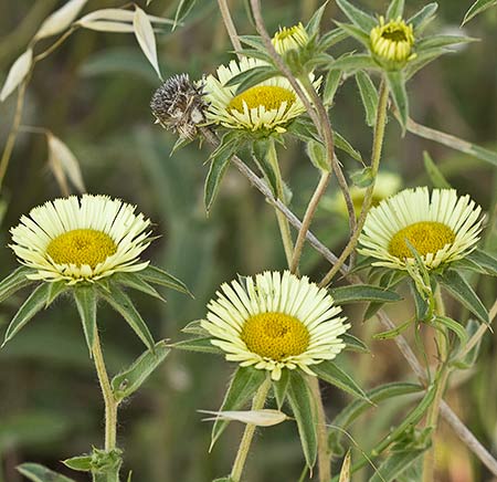 Flores de la estrellada espinosa (Pallenis spinosa)