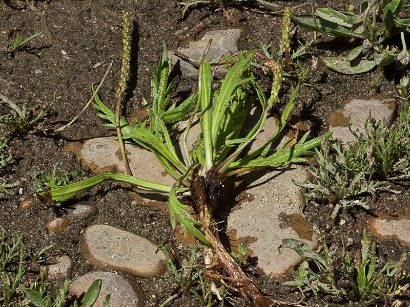 >Estrellamar (Plantago coronopus)