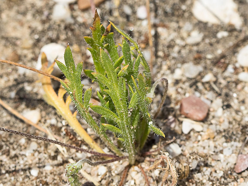 Estrellamar (Plantago coronopus)