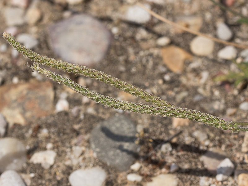 Estrellamar (Plantago coronopus)