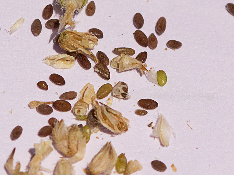 Semillas de la Estrellamar (Plantago coronopus)