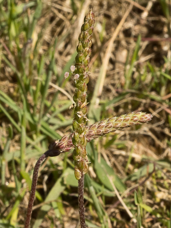 Estrellamar (Plantago coronopus)