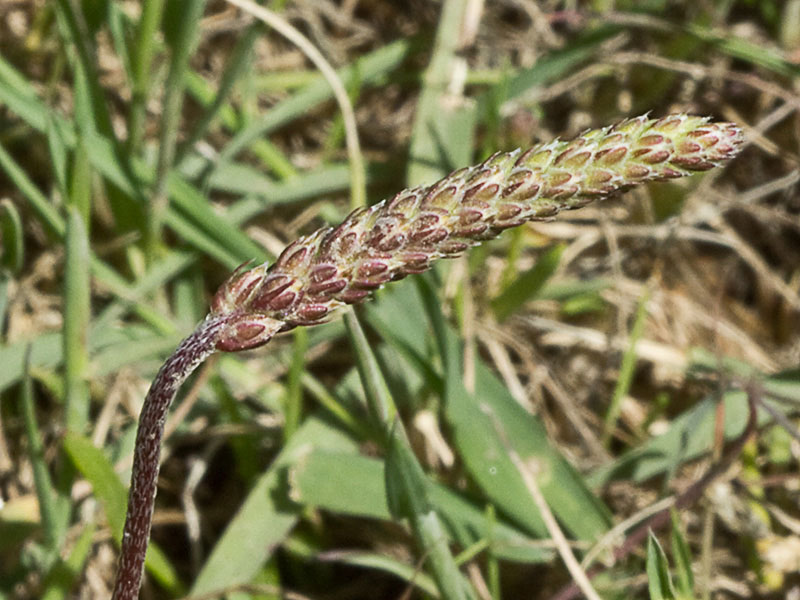 Estrellamar (Plantago coronopus)