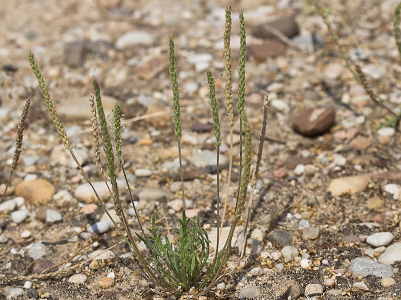 >Estrellamar (Plantago coronopus)