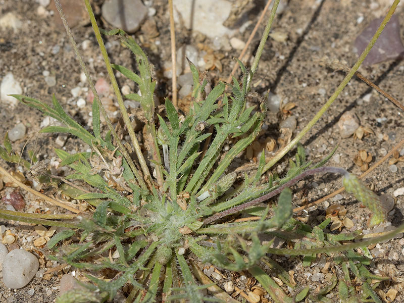 Estrellamar (Plantago coronopus)
