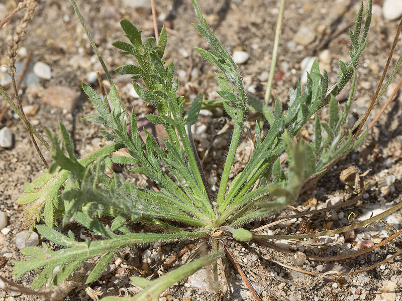 Estrellamar (Plantago coronopus)