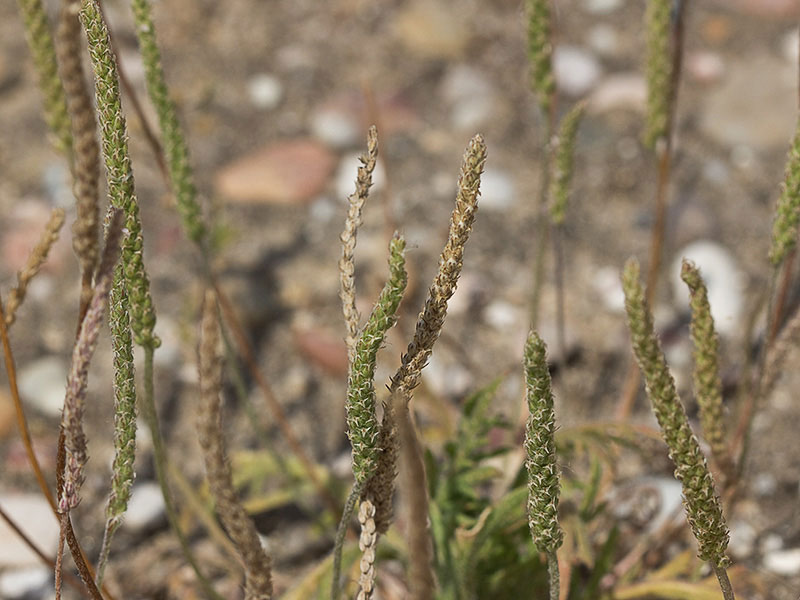 Estrellamar (Plantago coronopus)