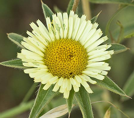 Flor de la cebadilla (Pallenis spinosa) 