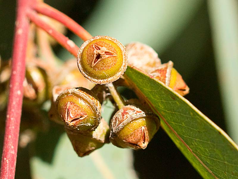 Flor de eucalipto (Eucalyptus camaldulensisa)
