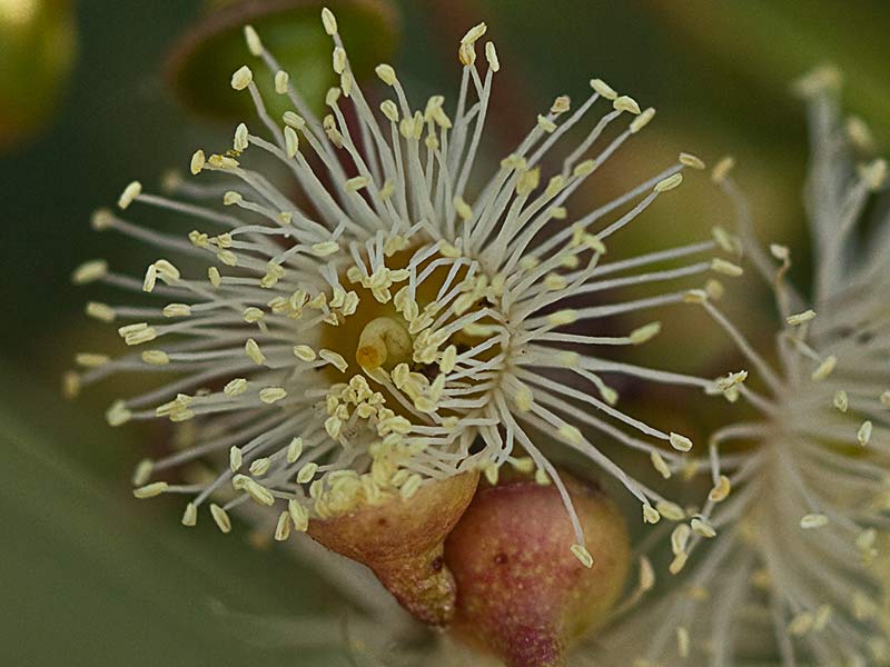 Flores de eucalipto