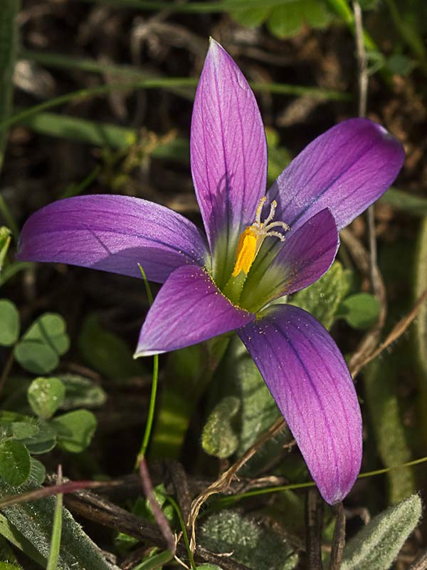 Falso azafrán (Romulea bulbocodium)