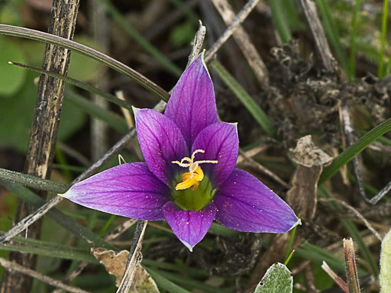 Falso azafrán (Romulea bulbocodium)