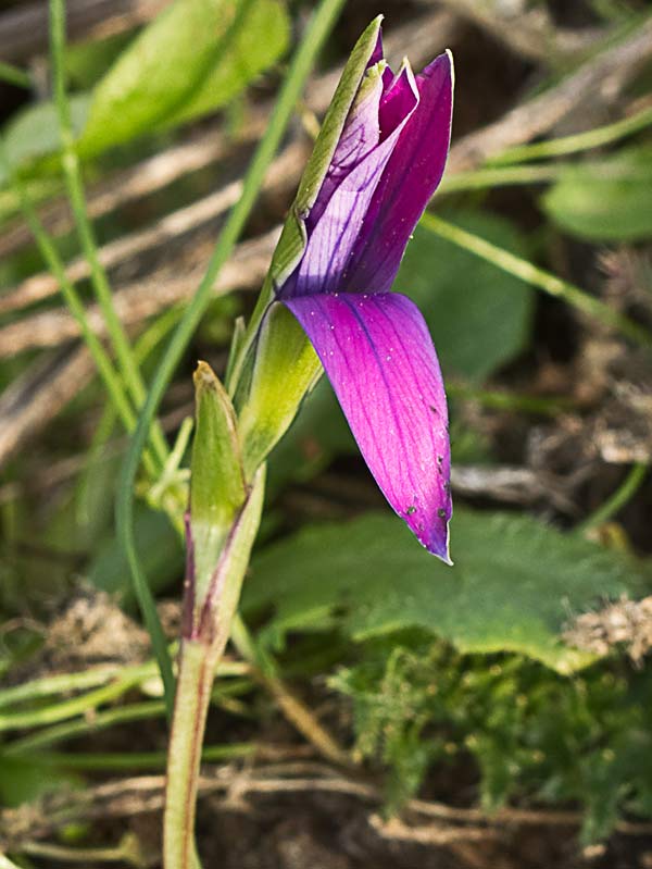 Falso azafrán (Romulea bulbocodium)