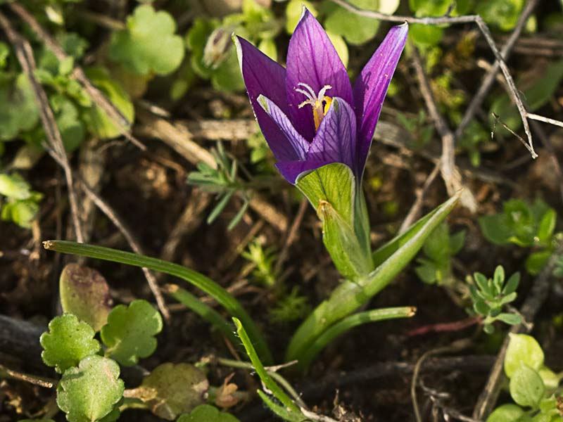 Falso azafrán (Romulea bulbocodium)