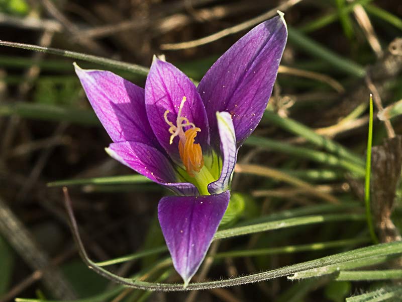 Falso azafrán (Romulea bulbocodium)