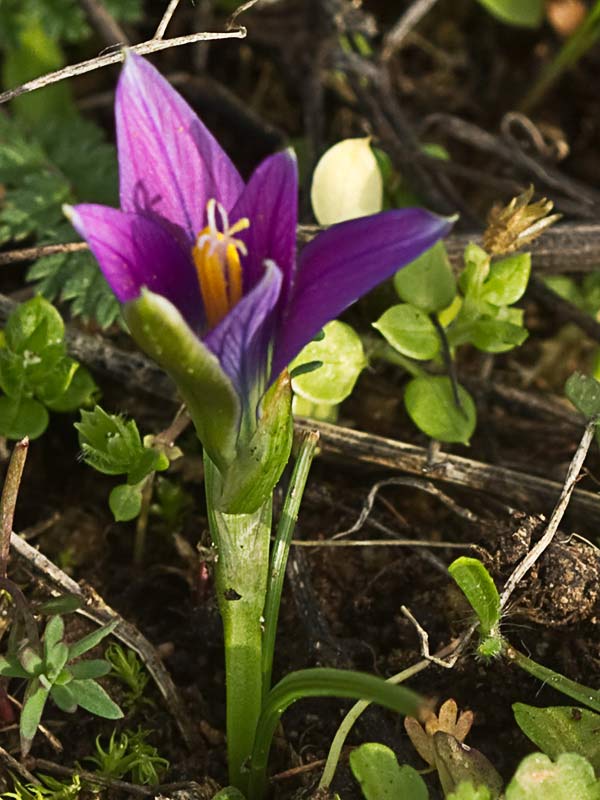 Falso azafrán (Romulea bulbocodium)