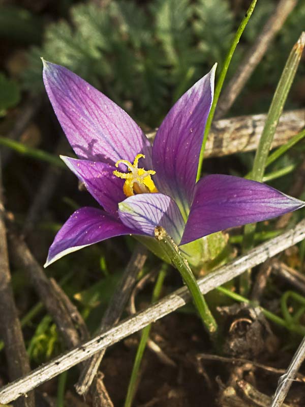 Falso azafrán (Romulea bulbocodium)