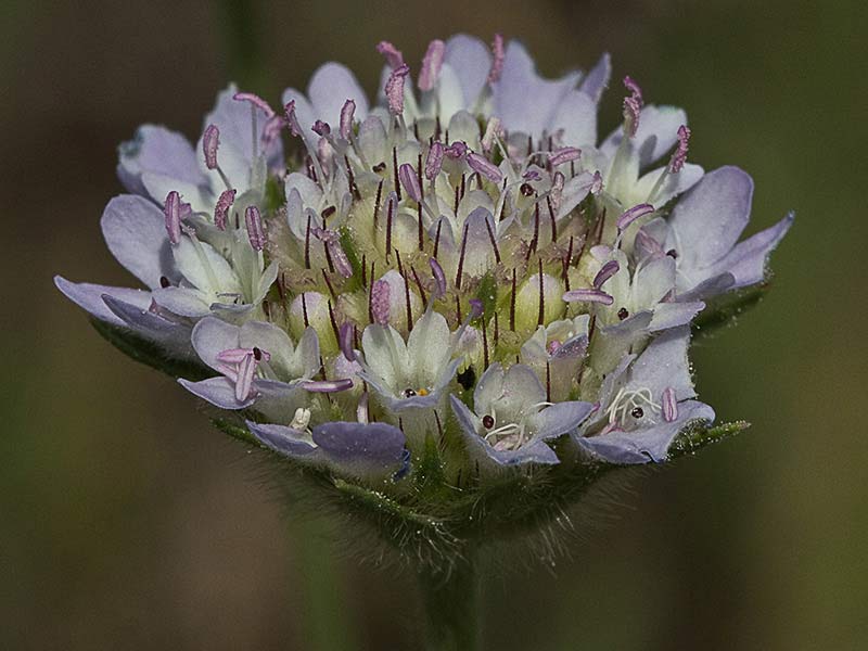 Flor del farolito