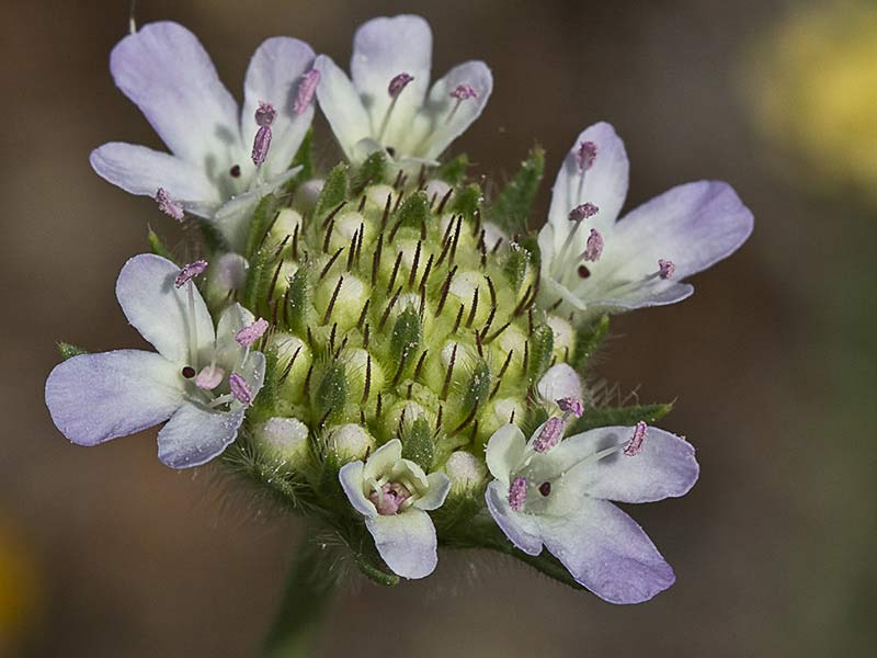 Flor del farolito