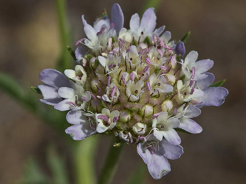Flor del farolito