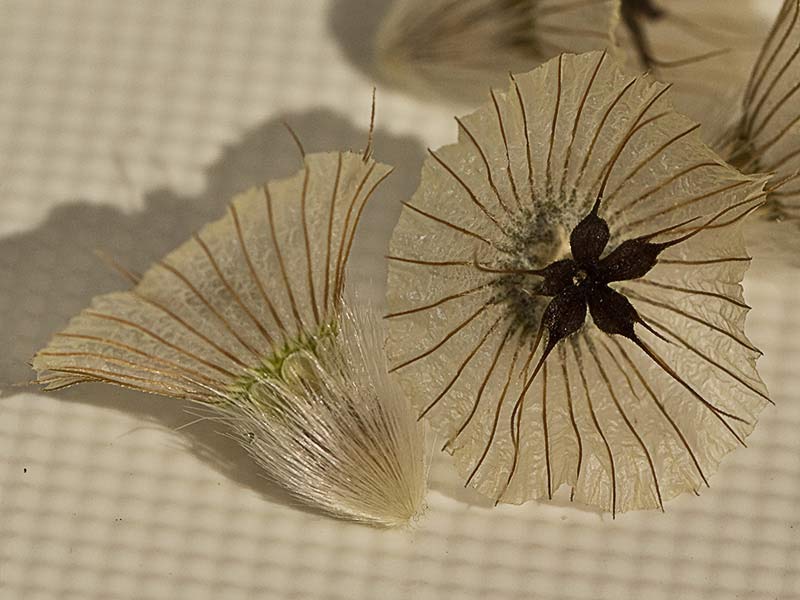 Farolitos (Scabiosa stellata)