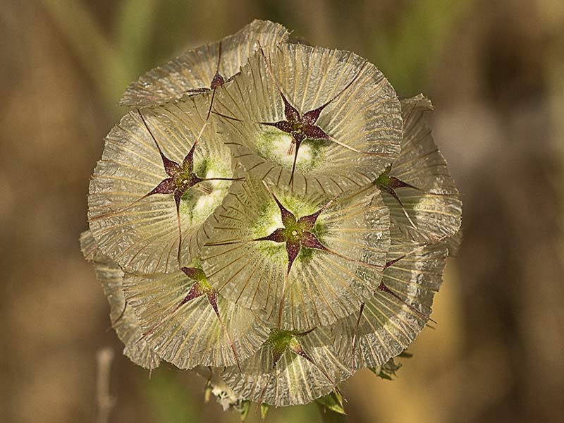 Fruto (farolito) de la scabiosa stellata