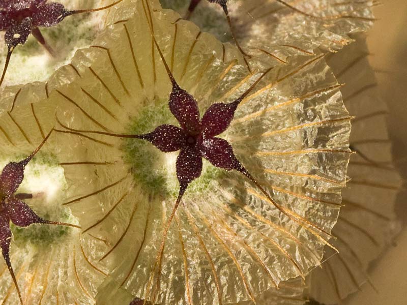 Mata de farolitos (Scabiosa stellata)