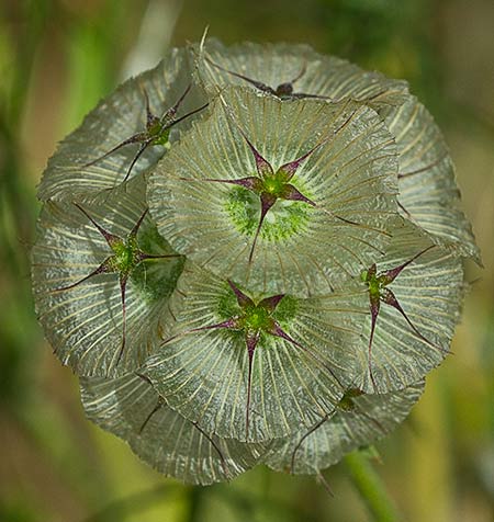Flor del farolito