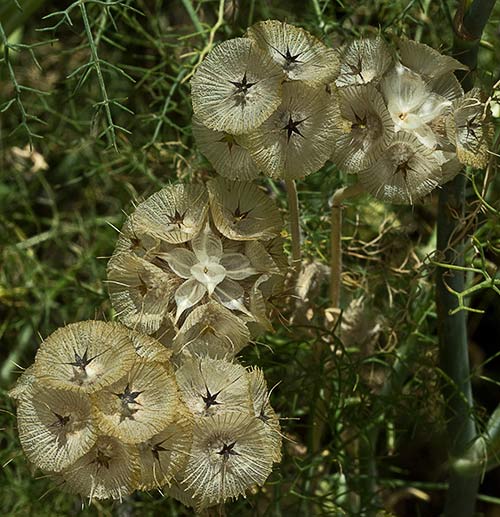 Mata de scabiosa stellata (farolitos)