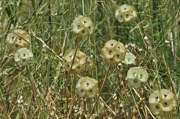 Mata de farolitos (Scabiosa stellata)