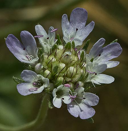 Flor del Farolito (Scabiosa stellata)