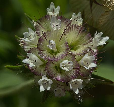 Flor del Farolito (Scabiosa stellata)