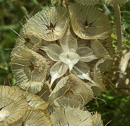 Flor del Farolito (Scabiosa stellata)
