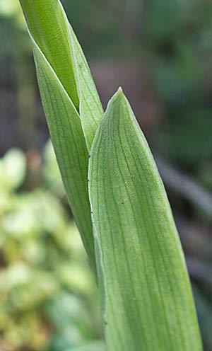 Hojas de la Orchis italica