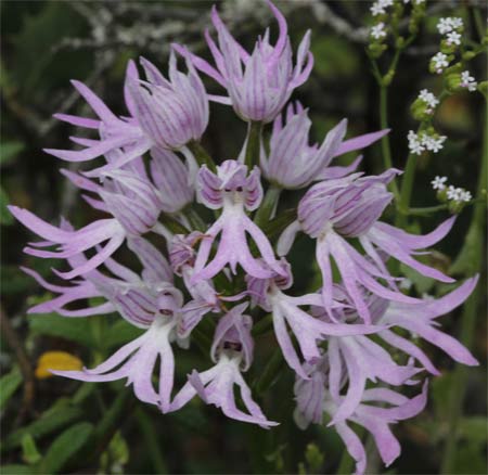 Orchis Itálica
