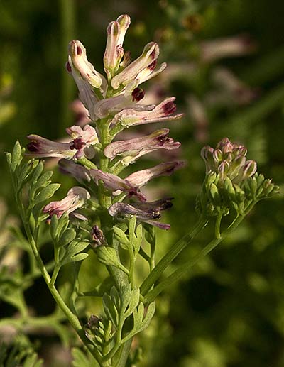 Fumaria (Fumaria parviflora)