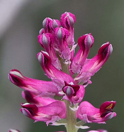 Fumaria officinalis