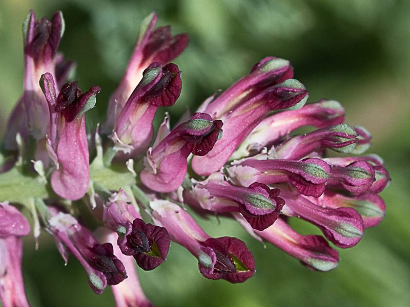 Fumaria officinalis