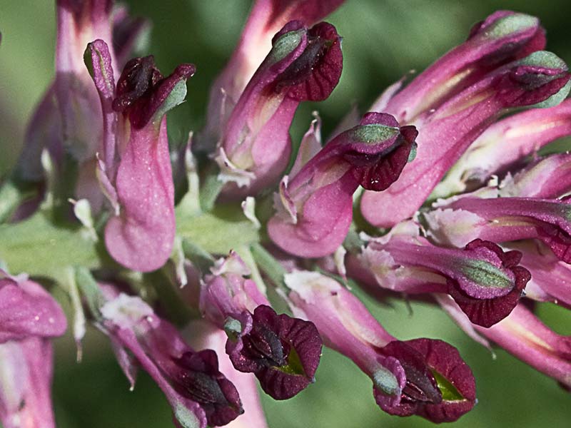 Fumaria officinalis
