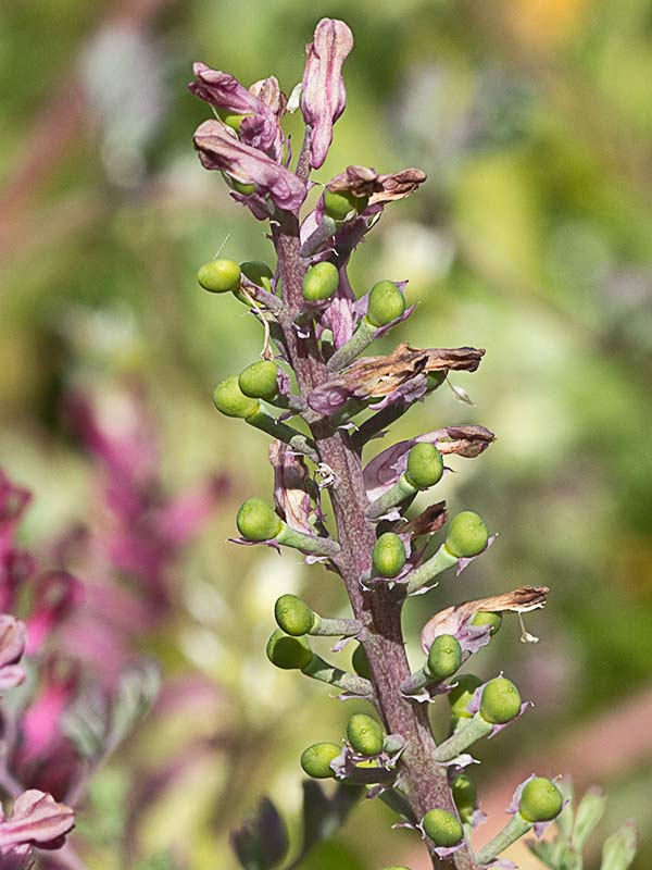 Fumaria officinalis
