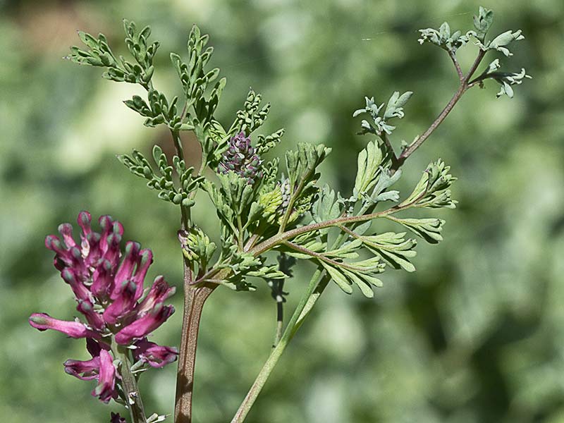 Fumaria officinalis
