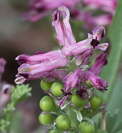 Fumaria officinalis
