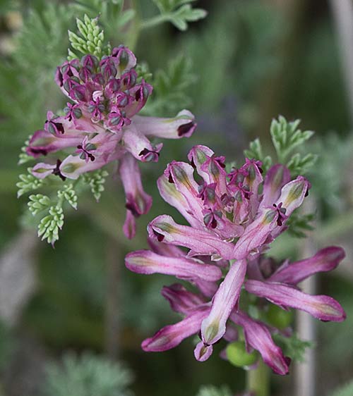 Fumaria officinalis