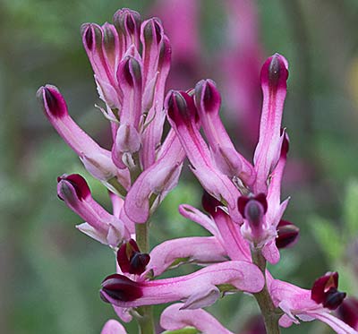 Fumaria officinalis