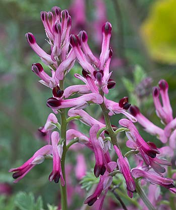 Fumaria officinalis
