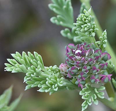 Fumaria officinalis