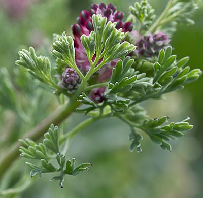 Fumaria officinalis