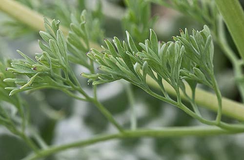 Fumaria officinalis